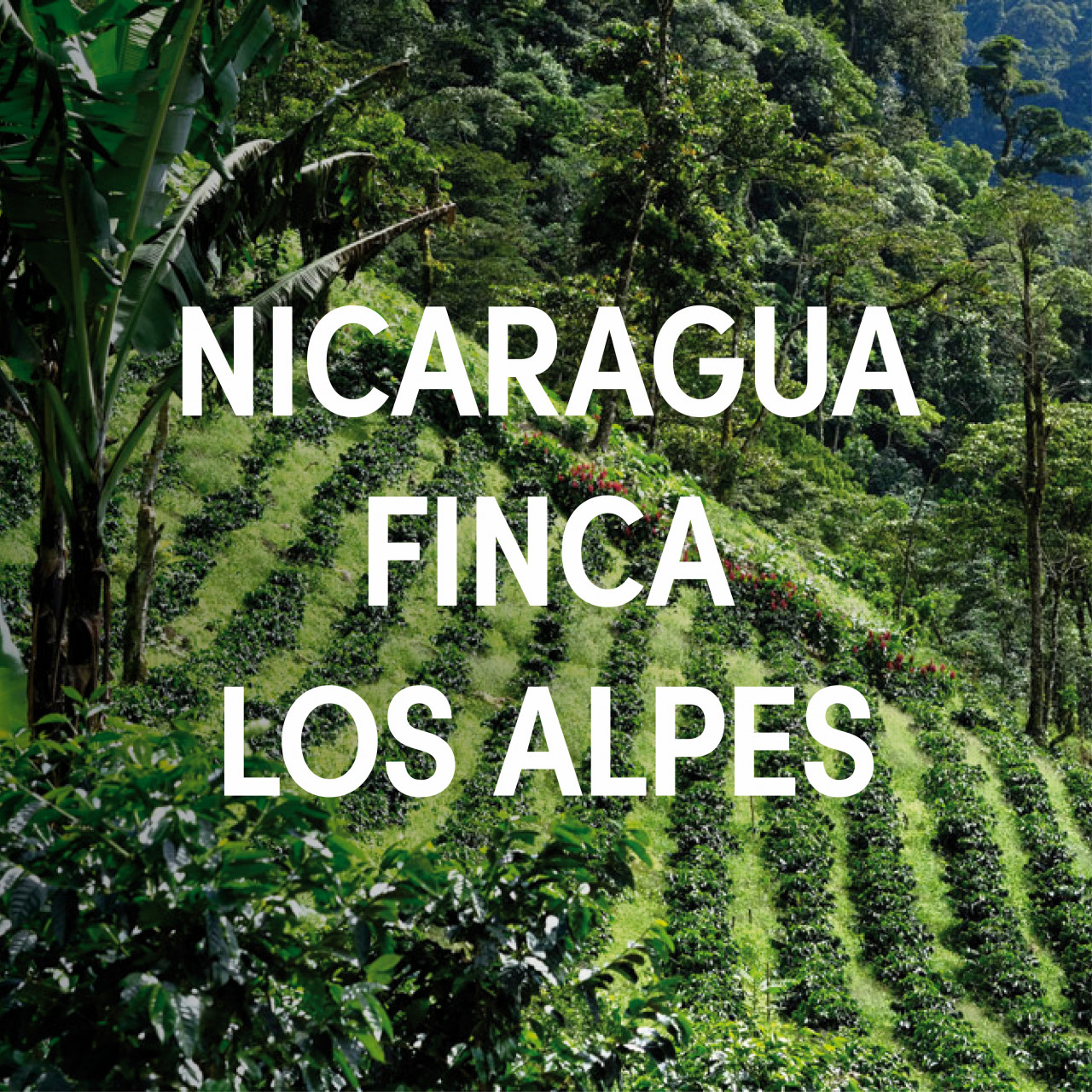 Nicaragua Finca Aurora