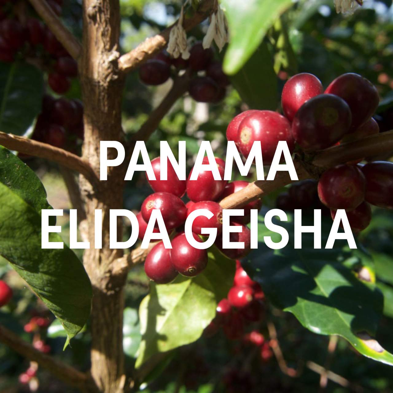 Panama Elida Geisha Filter Single Origin