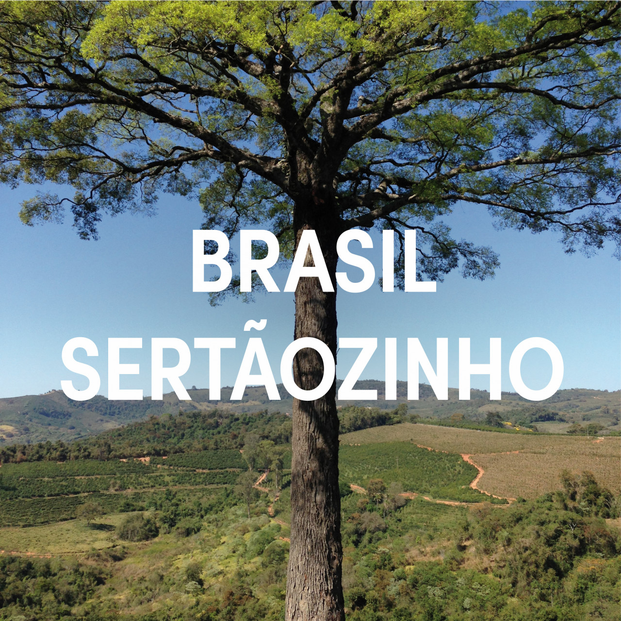 Brasil Fazenda Sertaozinho Single Origin Espresso