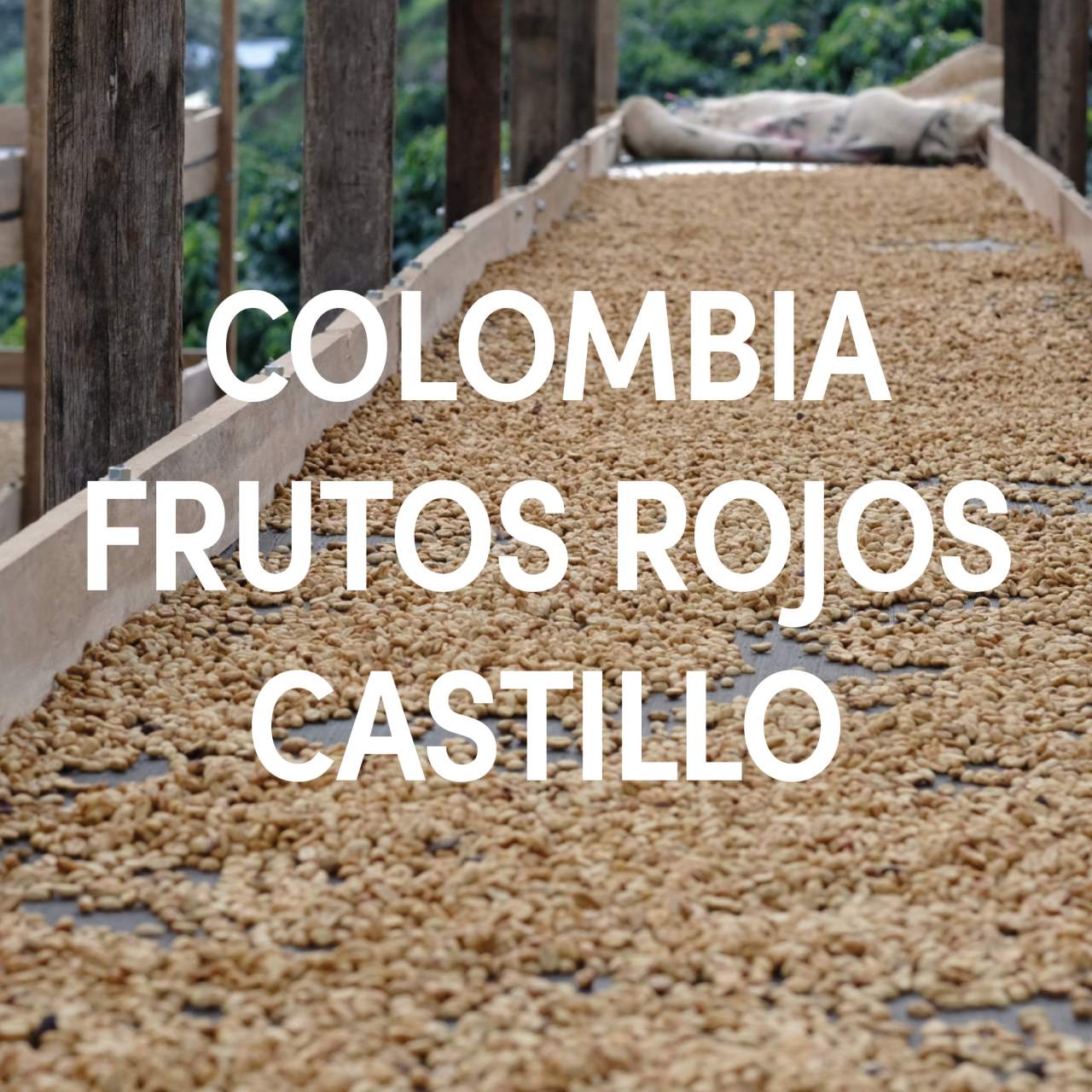 Colombia Frutos Rojos Castillo Single Origin Filter